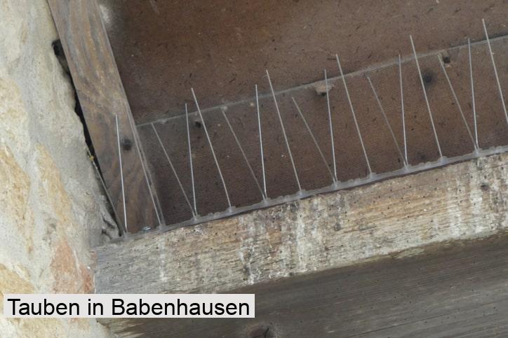 Tauben in Babenhausen